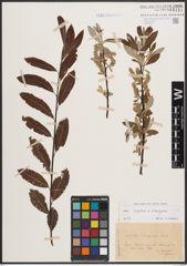Foto von Salix caprea L. x Salix eleagnos Scop.
